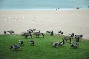 Geese in Hietaniemi Bay, Helsinki